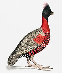 Black headed Pheasant (Phasianus melanocephalus) Young male of former from Illustrations of Indian zoology (1830-1834) by <a href="https://www.rawpixel.com/search/John%20Edward%20Gray?&amp;page=1">John Edward Gray</a> (1800-1875)