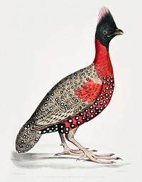 Black headed Pheasant (Phasianus melanocephalus) Young male of former from Illustrations of Indian zoology (1830-1834) by <a href="https://www.rawpixel.com/search/John%20Edward%20Gray?&amp;page=1">John Edward Gray</a> (1800-1875). Original from The New York Public Library. Digitally enhanced by rawpixel.