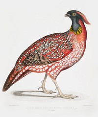 Chinese Horned Pheasant (Satyra Temminckii) 3/4 Nat. length from Illustrations of Indian zoology (1830-1834) by <a href="https://www.rawpixel.com/search/John%20Edward%20Gray?sort=curated&amp;rating_filter=all&amp;mode=shop&amp;page=1">John Edward Gray</a> (1800-1875). Original from The New York Public Library. Digitally enhanced by rawpixel.