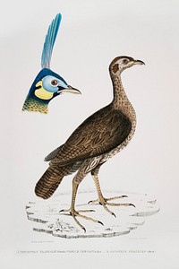 1. Concentric Francolin female (Perdix concentrica) 2. Javan Peacock Head (Pavo muticus) from Illustrations of Indian zoology (1830-1834) by <a href="https://www.rawpixel.com/search/John%20Edward%20Gray?sort=curated&amp;rating_filter=all&amp;mode=shop&amp;page=1">John Edward Gray</a> (1800-1875). Original from The New York Public Library. Digitally enhanced by rawpixel.
