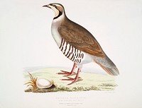 Chuckar Partridge (Perdix chukar) India. Natural size from Illustrations of Indian zoology (1830-1834) by John Edward Gray (1800-1875). Original from The New York Public Library. Digitally enhanced by rawpixel.