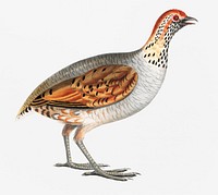 Olive Partridge (Perdix olivacea) from Illustrations of Indian zoology (1830-1834) by <a href="https://www.rawpixel.com/search/John%20Edward%20Gray?&amp;page=1">John Edward Gray</a> (1800-1875)