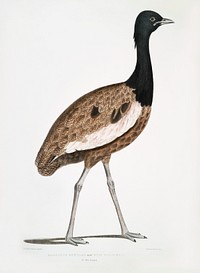 Delicious Bustard Male (Otis deliciosa) 2/3 Natural size from Illustrations of Indian zoology (1830-1834) by <a href="https://www.rawpixel.com/search/John%20Edward%20Gray?sort=curated&amp;rating_filter=all&amp;mode=shop&amp;page=1">John Edward Gray</a> (1800-1875). Original from The New York Public Library. Digitally enhanced by rawpixel.