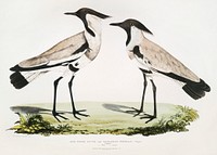 Spur Winged Plover, Male and Female (Charadrius ventralis) from Illustrations of Indian zoology (1830-1834) by John Edward Gray (1800-1875). Original from The New York Public Library. Digitally enhanced by rawpixel.