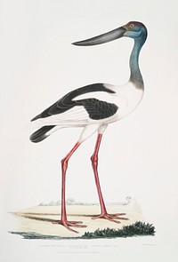 Tetaar Jabiru (Mycteria Australis) from Illustrations of Indian zoology (1830-1834) by <a href="https://www.rawpixel.com/search/John%20Edward%20Gray?sort=curated&amp;rating_filter=all&amp;mode=shop&amp;page=1">John Edward Gray</a> (1800-1875). Original from The New York Public Library. Digitally enhanced by rawpixel.