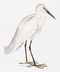 Indian white Heron (Ardea orientalis) from Illustrations of Indian zoology (1830-1834) by <a href="https://www.rawpixel.com/search/John%20Edward%20Gray?&amp;page=1">John Edward Gray</a> (1800-1875)