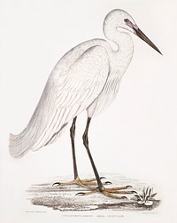 Indian white Heron (Ardea orientalis) from Illustrations of Indian zoology (1830-1834) by <a href="https://www.rawpixel.com/search/John%20Edward%20Gray?sort=curated&amp;rating_filter=all&amp;mode=shop&amp;page=1">John Edward Gray</a> (1800-1875). Original from The New York Public Library. Digitally enhanced by rawpixel.