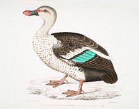 Spotted Billed Duck (Anas poecillorhyncha) from Illustrations of Indian zoology (1830-1834) by <a href="https://www.rawpixel.com/search/John%20Edward%20Gray?sort=curated&amp;rating_filter=all&amp;mode=shop&amp;page=1">John Edward Gray</a> (1800-1875). Original from The New York Public Library. Digitally enhanced by rawpixel.