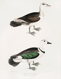 Girra Teal, Male and Female (Anas girra) from Illustrations of Indian zoology (1830-1834) by <a href="https://www.rawpixel.com/search/John%20Edward%20Gray?sort=curated&amp;rating_filter=all&amp;mode=shop&amp;page=1">John Edward Gray</a> (1800-1875). Original from The New York Public Library. Digitally enhanced by rawpixel.