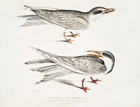 1. Waved Tern (Sterna brevirostris); 2. Orange Billed Tern (Sterna aurantia) from Illustrations of Indian zoology (1830-1834) by <a href="https://www.rawpixel.com/search/John%20Edward%20Gray?sort=curated&amp;rating_filter=all&amp;mode=shop&amp;page=1">John Edward Gray</a> (1800-1875). Original from The New York Public Library. Digitally enhanced by rawpixel.