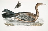 Javan Cormorant (Carbo Javannica) from Illustrations of Indian zoology (1830-1834) by <a href="https://www.rawpixel.com/search/John%20Edward%20Gray?sort=curated&amp;rating_filter=all&amp;mode=shop&amp;page=1">John Edward Gray</a> (1800-1875). Original from The New York Public Library. Digitally enhanced by rawpixel.