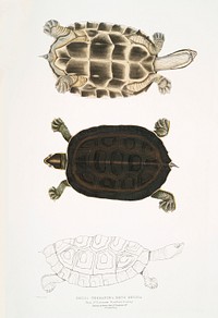 Thugi Terrapin (Emys Thugi) from Illustrations of Indian zoology (1830-1834) by <a href="https://www.rawpixel.com/search/John%20Edward%20Gray?sort=curated&amp;rating_filter=all&amp;mode=shop&amp;page=1">John Edward Gray</a> (1800-1875). Original from The New York Public Library. Digitally enhanced by rawpixel.