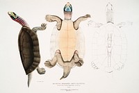 Kachuga Terrapin (Emys Kachuga) from Illustrations of Indian zoology (1830-1834) by John Edward Gray (1800-1875). Original from The New York Public Library. Digitally enhanced by rawpixel.