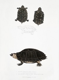 1. Spotted Terrapin (Emys Hamiltonii); 2. Thicknecked Terrapin (Emys crassicollis) from Illustrations of Indian zoology (1830-1834) by <a href="https://www.rawpixel.com/search/John%20Edward%20Gray?sort=curated&amp;rating_filter=all&amp;mode=shop&amp;page=1">John Edward Gray</a> (1800-1875). Original from The New York Public Library. Digitally enhanced by rawpixel.