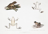 1, 1a. Spotted Tree Frog (Hyla maculata); 2, 2a. Bengal Frog (Rana Bengalensis) from Illustrations of Indian zoology (1830-1834) by <a href="https://www.rawpixel.com/search/John%20Edward%20Gray?&amp;page=1">John Edward Gray</a> (1800-1875). Original from The New York Public Library. Digitally enhanced by rawpixel.