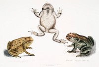 1. Keeled Nosed Toad (Bufo carinatus); 2, 2a. Doubtful Toad (Bufo dubius) from Illustrations of Indian zoology (1830-1834) by John Edward Gray (1800-1875). Original from The New York Public Library. Digitally enhanced by rawpixel.