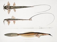 1. Coach Whip Sisor (Sisor Rabdophorus); 2. Bearded File Fish (Balistes (Anacanthus) barbatus) from Illustrations of Indian zoology (1830-1834) by <a href="https://www.rawpixel.com/search/John%20Edward%20Gray?&amp;page=1">John Edward Gray</a> (1800-1875). Original from The New York Public Library. Digitally enhanced by rawpixel.