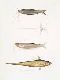 1. Cuvier's Acanthonotus (Silurus (Acanthonotus) Cuvieri); 2. Bengal Ailia (Malapterus (Ailia) Bengalensis); 3. Hamilton's Coilia (Engraulis (Coilia) Hamiltonii) from Illustrations of Indian zoology (1830-1834) by John Edward Gray (1800-1875).