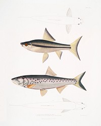 1. Hamilton&#39;s Carp (Cyprinus (Bangana) Hamiltonii); 2. Goha Carp (Cyprinus (Leuciscus) Goha) from Illustrations of Indian zoology (1830-1834) by <a href="https://www.rawpixel.com/search/John%20Edward%20Gray?sort=curated&amp;rating_filter=all&amp;mode=shop&amp;page=1">John Edward Gray</a> (1800-1875). Original from The New York Public Library. Digitally enhanced by rawpixel.