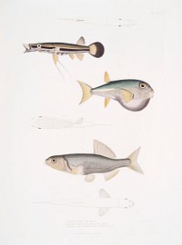 1. Beautiful Diplopterus (Diplopterus pulcher); 2. Smooth-headed Tetraodon (Tetraodon leiopleura) 3. Chedra Carp (Cyprinus Chedra) from Illustrations of Indian zoology (1830-1834) by <a href="https://www.rawpixel.com/search/John%20Edward%20Gray?sort=curated&amp;rating_filter=all&amp;mode=shop&amp;page=1">John Edward Gray</a> (1800-1875).