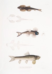 1. Bruce&#39;s Balitora (Balitora Brucei); 2. Spotted Balitora (Balitora maculata); 3. Gotyla Rock Carp (Cyprinus Gotyla) from Illustrations of Indian zoology (1830-1834) by <a href="https://www.rawpixel.com/search/John%20Edward%20Gray?sort=curated&amp;rating_filter=all&amp;mode=shop&amp;page=1">John Edward Gray</a> (1800-1875).