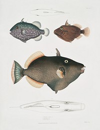 1. Eyed Balistes (Balistes oculatus); 2. Amboina Balistes (Balistes Amboinensis); 3. Armed Balistes (Balistes gubarmatus) from Illustrations of Indian zoology (1830-1834) by <a href="https://www.rawpixel.com/search/John%20Edward%20Gray?sort=curated&amp;rating_filter=all&amp;mode=shop&amp;page=1">John Edward Gray</a> (1800-1875).