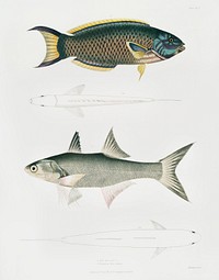 1. Hardwicke&#39;s Julis (Julis Hardwickii); 2. Short-rayed Paradise Fish (Polynemus Teria) from Illustrations of Indian zoology (1830-1834) by <a href="https://www.rawpixel.com/search/John%20Edward%20Gray?sort=curated&amp;rating_filter=all&amp;mode=shop&amp;page=1">John Edward Gray</a> (1800-1875). Original from The New York Public Library. Digitally enhanced by rawpixel.