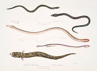 1. Bora Ophisurus (Ophisurus Boro); 2. Harancha Ophisurus (Ophisurus Hurancha); 3. Linear Moringua (Moringua linearis); 4. Hardwicke&#39;s Rataboura (Rataboura Hardwickii); 5. Bengal Conger (Mur&aelig;na Bengalensis) from Illustrations of Indian zoology (1830-1834) by <a href="https://www.rawpixel.com/search/John%20Edward%20Gray?sort=curated&amp;rating_filter=all&amp;mode=shop&amp;page=1">John Edward Gray</a> (1800-1875).