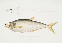 Allied Herring (Clupea affinis) from Illustrations of Indian zoology (1830-1834) by <a href="https://www.rawpixel.com/search/John%20Edward%20Gray?sort=curated&amp;rating_filter=all&amp;mode=shop&amp;page=1">John Edward Gray</a> (1800-1875). Original from The New York Public Library. Digitally enhanced by rawpixel.