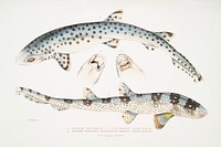 1. Spotted Bearded Shark (Scyllium maculatum); 2. Ornamented Bearded Shark (Scyllium ornatum) from Illustrations of Indian zoology (1830-1834) by <a href="https://www.rawpixel.com/search/John%20Edward%20Gray?sort=curated&amp;rating_filter=all&amp;mode=shop&amp;page=1">John Edward Gray</a> (1800-1875). Original from The New York Public Library. Digitally enhanced by rawpixel.