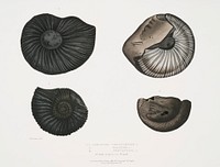 1, 2. Ammonites Nepaulensis; 3. Ammonites Wallichii; 4. Ammonites tenuistriata from Illustrations of Indian zoology (1830-1834) by <a href="https://www.rawpixel.com/search/John%20Edward%20Gray?sort=curated&amp;rating_filter=all&amp;mode=shop&amp;page=1">John Edward Gray</a> (1800-1875). Original from The New York Public Library. Digitally enhanced by rawpixel.