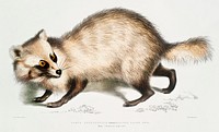 Racoon-faced Dog (Canis procyonoides) from Illustrations of Indian zoology (1830-1834) by <a href="https://www.rawpixel.com/search/John%20Edward%20Gray?&amp;page=1">John Edward Gray</a> (1800-1875). Original from The New York Public Library. Digitally enhanced by rawpixel.