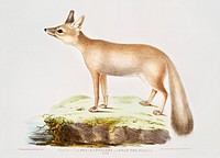 Doab Fox Female (Vulpes rufescens) from Illustrations of Indian zoology (1830-1834) by <a href="https://www.rawpixel.com/search/John%20Edward%20Gray?sort=curated&amp;rating_filter=all&amp;mode=shop&amp;page=1">John Edward Gray</a> (1800-1875). Original from The New York Public Library. Digitally enhanced by rawpixel.