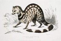 Indian Zibeth (Viverra Zibetta) from Illustrations of Indian zoology (1830-1834) by <a href="https://www.rawpixel.com/search/John%20Edward%20Gray?sort=curated&amp;rating_filter=all&amp;mode=shop&amp;page=1">John Edward Gray</a> (1800-1875). Original from The New York Public Library. Digitally enhanced by rawpixel.