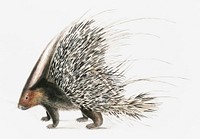 Indian Crested Porcupine (Histrix cristata) from Illustrations of Indian zoology (1830-1834) by <a href="https://www.rawpixel.com/search/John%20Edward%20Gray?&amp;page=1">John Edward Gray</a> (1800-1875).