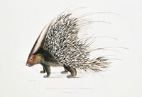 Indian Crested Porcupine (Histrix cristata) from Illustrations of Indian zoology (1830-1834) by <a href="https://www.rawpixel.com/search/John%20Edward%20Gray?&amp;page=1">John Edward Gray</a> (1800-1875). Original from The New York Public Library. Digitally enhanced by rawpixel.