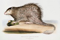 Tufted-tailed Porcupine (Hystrix fasiculata) from Illustrations of Indian zoology (1830-1834) by <a href="https://www.rawpixel.com/search/John%20Edward%20Gray?sort=curated&amp;rating_filter=all&amp;mode=shop&amp;page=1">John Edward Gray</a> (1800-1875). Original from The New York Public Library. Digitally enhanced by rawpixel.