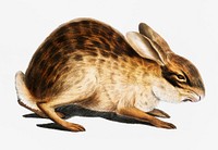 Chinese Hare (Lepus Sinensis) from Illustrations of Indian zoology (1830-1834) by <a href="https://www.rawpixel.com/search/John%20Edward%20Gray?&amp;page=1">John Edward Gray</a> (1800-1875).