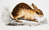 Chinese Hare (Lepus Sinensis) from Illustrations of Indian zoology (1830-1834) by <a href="https://www.rawpixel.com/search/John%20Edward%20Gray?&amp;page=1">John Edward Gray</a> (1800-1875). Original from The New York Public Library. Digitally enhanced by rawpixel.