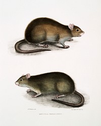 Bengal Field Rat (Arvicola Bengalensis) from Illustrations of Indian zoology (1830-1834) by John Edward Gray (1800-1875). Original from The New York Public Library. Digitally enhanced by rawpixel.