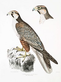 Jugger Falcon (Falco Jugger) 1. Male, 2. Female from Illustrations of Indian zoology (1830-1834) by <a href="https://www.rawpixel.com/search/John%20Edward%20Gray?sort=curated&amp;rating_filter=all&amp;mode=shop&amp;page=1">John Edward Gray</a> (1800-1875). Original from The New York Public Library. Digitally enhanced by rawpixel.