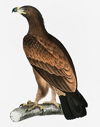 Brown Eagle (Aquilla fusca) from Illustrations of Indian zoology (1830-1834) by <a href="https://www.rawpixel.com/search/John%20Edward%20Gray?&amp;page=1">John Edward Gray</a> (1800-1875)