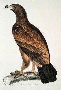 Brown Eagle (Aquilla fusca) from Illustrations of Indian zoology (1830-1834) by John Edward Gray (1800-1875). Original from The New York Public Library. Digitally enhanced by rawpixel.