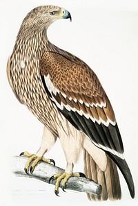 Golden Eagle, Female (Aquilla imperialis) from Illustrations of Indian zoology (1830-1834) by <a href="https://www.rawpixel.com/search/John%20Edward%20Gray?&amp;page=1">John Edward Gray</a> (1800-1875). Original from The New York Public Library. Digitally enhanced by rawpixel.