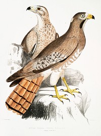 from Illustrations of Indian zoology (1830-1834) by <a href="https://www.rawpixel.com/search/John%20Edward%20Gray?sort=curated&amp;rating_filter=all&amp;mode=shop&amp;page=1">John Edward Gray</a> (1800-1875). Original from The New York Public Library. Digitally enhanced by rawpixel.