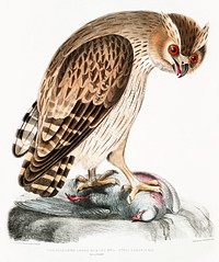 Shielded Legged Horned Owl (Strix Hardwickii) from Illustrations of Indian zoology (1830-1834) by <a href="https://www.rawpixel.com/search/John%20Edward%20Gray?sort=curated&amp;rating_filter=all&amp;mode=shop&amp;page=1">John Edward Gray</a> (1800-1875). Original from The New York Public Library. Digitally enhanced by rawpixel.