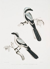 Lahtora Butcher Bird (Lanius Lahtora) from Illustrations of Indian zoology (1830-1834)by <a href="https://www.rawpixel.com/search/John%20Edward%20Gray?sort=curated&amp;rating_filter=all&amp;mode=shop&amp;page=1">John Edward Gray</a> (1800-1875). Original from The New York Public Library. Digitally enhanced by rawpixel.
