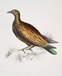 Chinese Tippeted Pigeon (Columba Gouldioe) from Illustrations of Indian zoology (1830-1834) by <a href="https://www.rawpixel.com/search/John%20Edward%20Gray?&amp;page=1">John Edward Gray</a> (1800-1875). Original from The New York Public Library. Digitally enhanced by rawpixel.