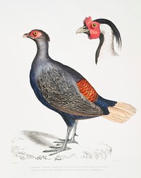 1. Rufous Tailed Crested Pheasant (Euplocomus erythrothalmus); 2. Head of Silver Crested Pheasant (Euplocomus Nycthemerus) from Illustrations of Indian zoology (1830-1834) by <a href="https://www.rawpixel.com/search/John%20Edward%20Gray?sort=curated&amp;rating_filter=all&amp;mode=shop&amp;page=1">John Edward Gray</a> (1800-1875).
