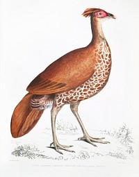 Fire Backed Crested Pheasant Hen (Euplocomus ignitus) from Illustrations of Indian zoology (1830-1834) by <a href="https://www.rawpixel.com/search/John%20Edward%20Gray?sort=curated&amp;rating_filter=all&amp;mode=shop&amp;page=1">John Edward Gray</a> (1800-1875). Original from The New York Public Library. Digitally enhanced by rawpixel.